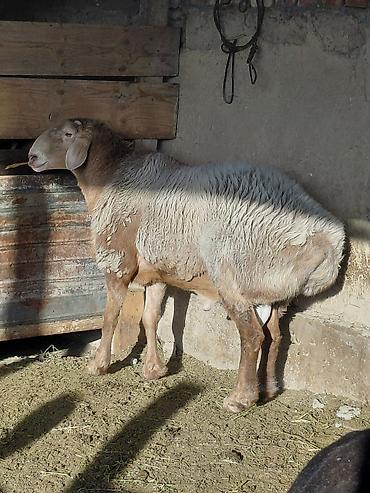 sell animal: Продаю | Баран (самец) | Арашан | Для разведения | Племенные — 2