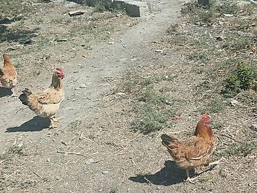 cins toyuqlarin satisi: Salam kənd yumurtası satılır.2-3 gündən bir yumurta olur.Həyətdə — 3