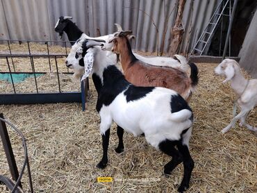 Козы, козлы: Продаю | Козёл (самец) | Зааненская | Для разведения | Племенные — 10