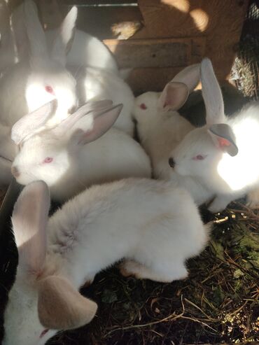 животний: Продаю | Кролик самец, Крольчата | На забой, Для разведения