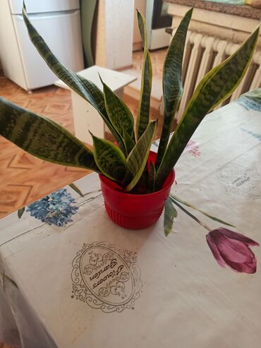 орхидеи в горшке купить с доставкой: Сансевиерия, отросток большой, 1 шт. 100 сом. успейте купить, в