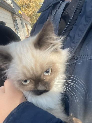 где можно приобрести котенка: 🐱 Пушистые котята ищут новый дом! Нашли двух красивых котят — сестра — 6