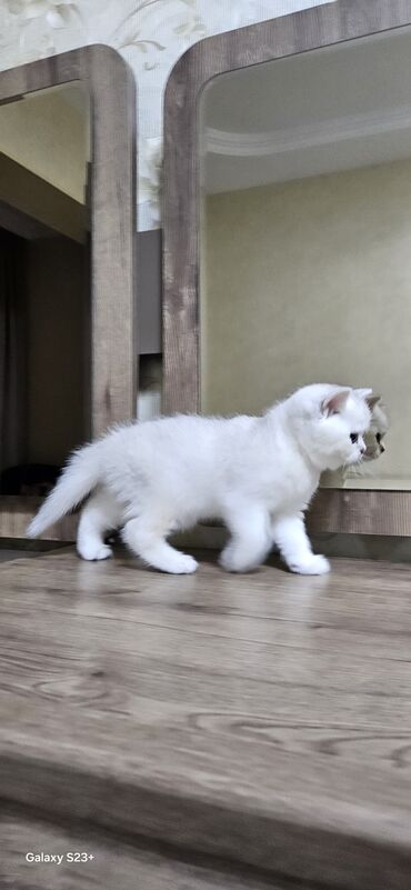 Pişiklər: Şinşilla, Erkək, Yaxşı əllərə, Ünvandan götürmə — 3