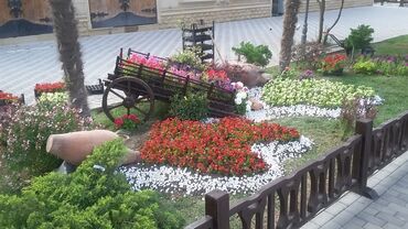 Ağaclar: Dekarativ agaclarin satisi qazon torpaq torf diger gubrelerin satisi — 6