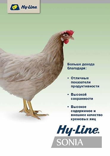 фермер: Продаю | Куры | Хай-Лайн Соня Грей | Несушки — 1