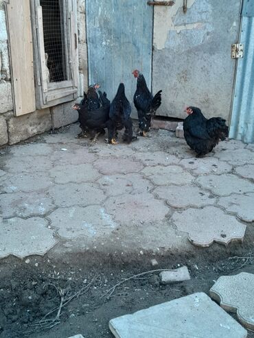 İnformatika: Toyuq, Brama, Damazlıq