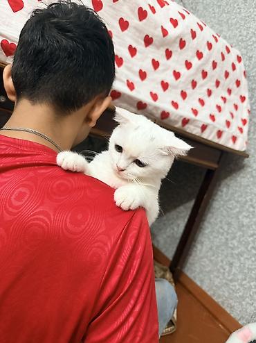 pulsuz pişik balaları 2022: Ağ tüklü, yumşaq xəzli ev pişiyi - Rəng: tam ağ - Qulaqlar: yığcam və — 2