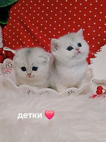 вязку: Вязка ! Не продажа!!! Молодой котик Scottish fold окрас серебристая — 7