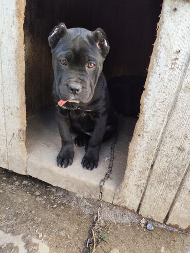 İtlər: Kane-Korso, 3 ay, Sənədli, Ödənişli çatdırılma, Ünvandan götürmə, Rayonlara çatdırılma — 6