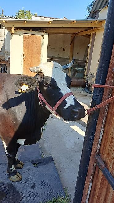 Продам с/х животных: Продаю | Корова (самка) | Алатауская | Для разведения, Для молока — 7