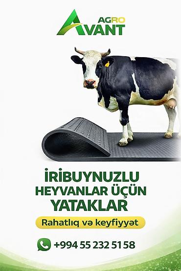 kənd colpası satışı: İriboynuzlu heyvanlar üçün yataqlar - Ferma və tövlələr üçün xüsusi — 1