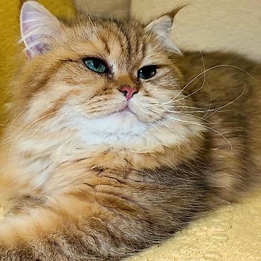 Pişiklər: Britan — 4