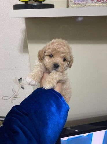 toy poodle qiymetleri: Pudel, 2 ay, Erkek, Peyvəndli, Rayonlara çatdırılma