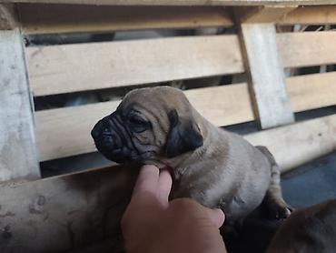 maltezer slike: ŠTENCI ZA ONE KOJI VOLE VELIKE PSE SA KARAKTEROM Otac — Rhodesian — 1