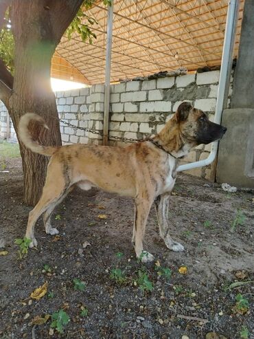 İtlər: Mastif, 1 ay, Erkek lalafo.az -da İtlər: Mastif, 1 ay, Erkek