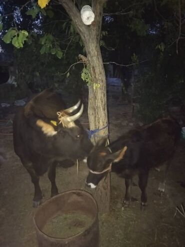 домик для собаки: Сатам | Уй (ургаачы) | Аргын | Сүт алуу үчүн | Музоологондон кийин