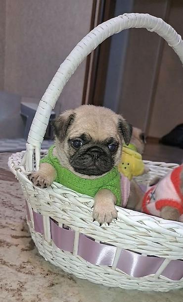 Продажа собак: Мопс, 1 месяц, Самец, С прививкой — 5