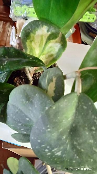 Хойи: Хойя вариегатная (Hoya carnosa variegata) — компактные укоренённые — 12