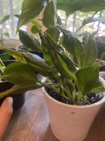 прошу помощи у вас: 🌿 Забираю домашние растения даром или по символической цене. Если