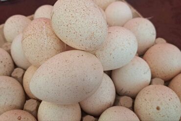 Mayalı hinduşka yumurtası Təmiz sort ağ kanada və bronz 90-100 %