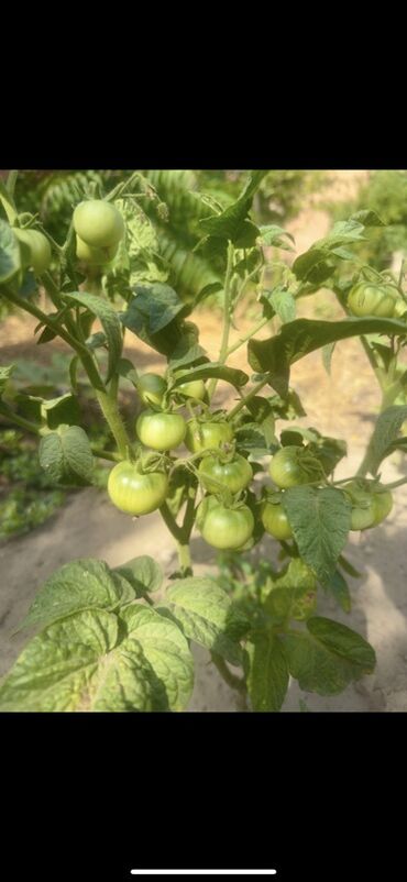 Günlük kirayə evlər: 300 kv. m, 8 otaq, Qaz — 28