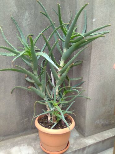 Aloe: Продам цветок Алое лечебный 8 летний