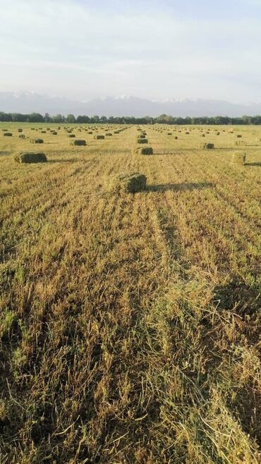 корм для рыб форель: Есть клевер не скошенный на днях буду косить село Студенческое по