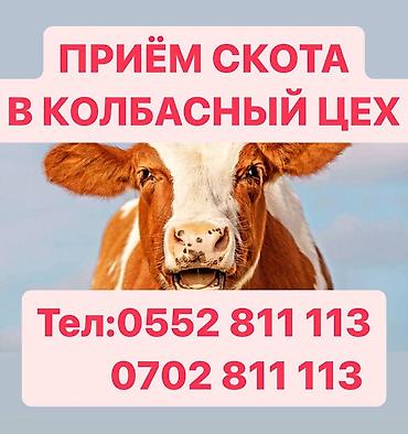 бишкек кошка: Колбаса цехи : Уйлар, букалар, Жылкылар, аттар, | Бардык шартта, Союлган — 2