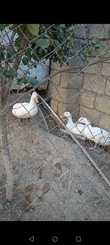 korella quşu acıq sarı 45 azn: Sesdi ördey 3 ü 40 m — 5