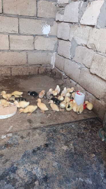 bmw 3 серия 318d at: Куриные цыплята, Для мяса