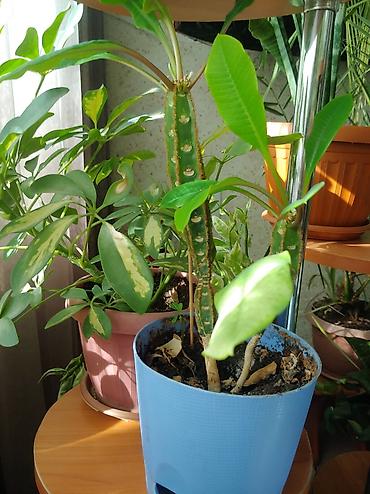 Другие комнатные растения: Продаются цветы от 200 до 500 сом — 9