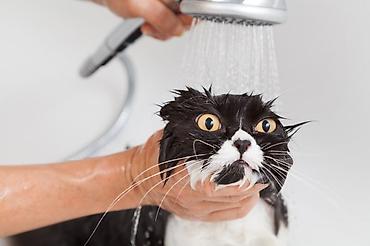 Təmizlik xidmətləri: Pişiklərin 🐈 bit birədən təmizlənməsi + çimizdirilməsi + qurulama + — 1