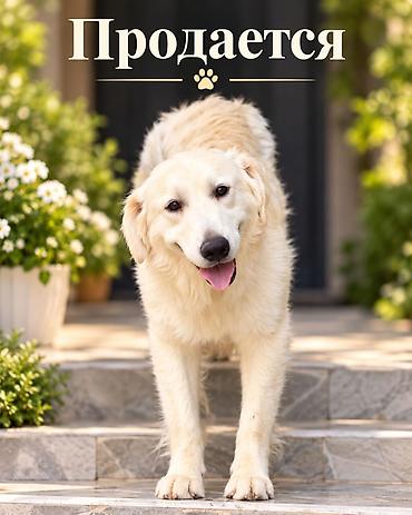 qurbağa şəkilləri: Labrador-retriver, 10 ay, Erkək, Peyvəndli — 1