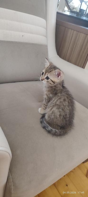 erkey pisik adlari: Sakit və şirindi. qum tərbiyəsi var — 1