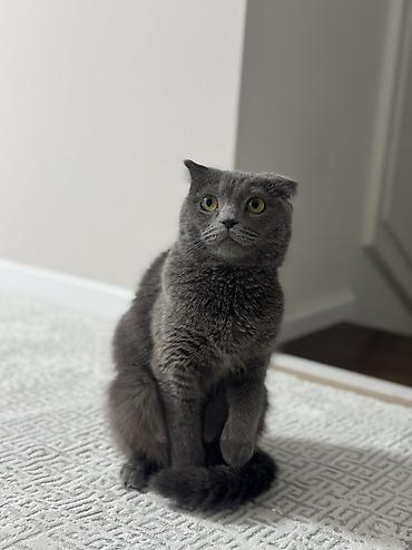 Кошки: Отдадим в добрые руки Шотландская кошка, окрас сплошной серый — 2