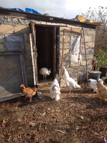 Tovuz quşları: Salam aleykum. Satışda bir cüt ağ tovuzquşu var. 6 ayliqdirlar. cütü — 11