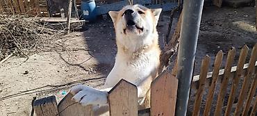 doberman itləri: Akita-inu, Dişi, Peyvəndli, Ünvandan götürmə — 1