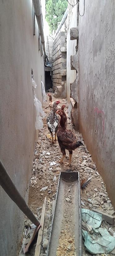 bildirçin əti satışı: Toyuq, Damazlıq, Ünvandan götürmə — 2