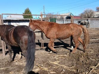 собака доберман сколько стоит: Сатам | Байтал | Союуга