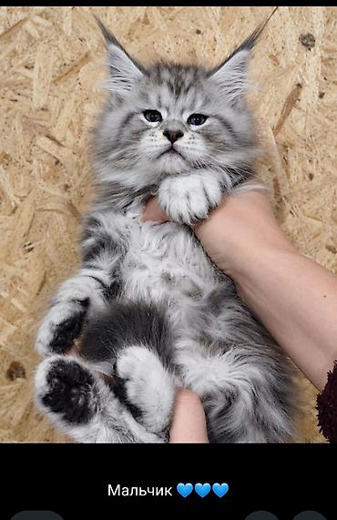 трехцветный кот мальчик: Котята мейн-кун!!!❤️❤️💙 Истинная красота рождается там, где природа — 1