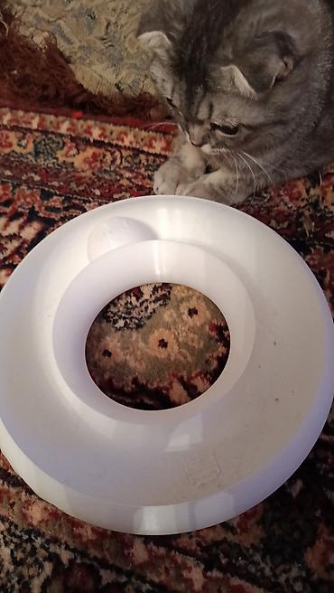 toy pudil: Məhsul: Pişik üçün dairəvi “toplu tunel” oyuncaq Təsvir: - Material — 4