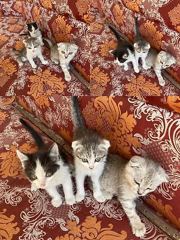 один: Отдам в добрые и надёжные руки котят Порода/тип: домашние — 1
