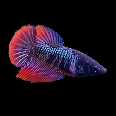 akvarium baligi: Betta (Petuşok balığı), Yırtıcı, Ödənişli çatdırılma, Rayonlara çatdırılma, Ünvandan götürmə — 2