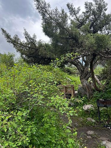 Аренда юрт: Аренда юрт,тапчанов. Вместимость юрт от 15-20,человек. В стоимость — 11