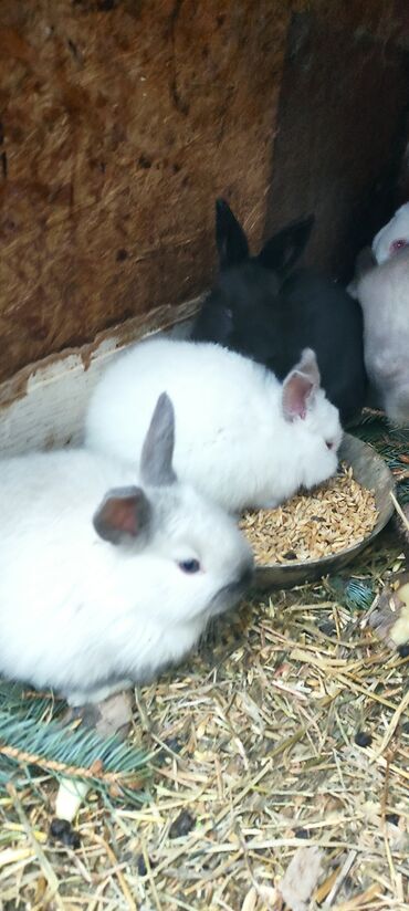 Кролики: Продаю | Крольчата | Калифорнийская, Новозеландская, НЗК | Для разведения — 9