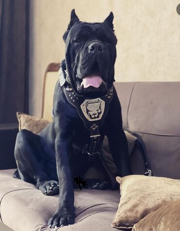 İtlər: Kane-Korso, 3 ay, Erkek, Sənədli — 18