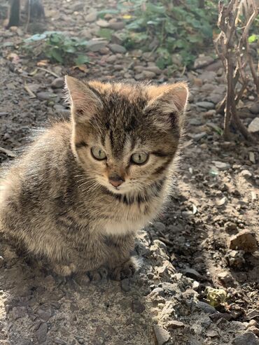 котята сибирской кошки купить: Токмок срочно ищет дом котенок 3-5 месяца породистая скотишь страйт