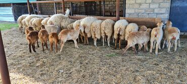 Qoyunlar, qoçlar: Dişi, il: 3, 45 kq, Damazlıq, Ünvandan götürmə