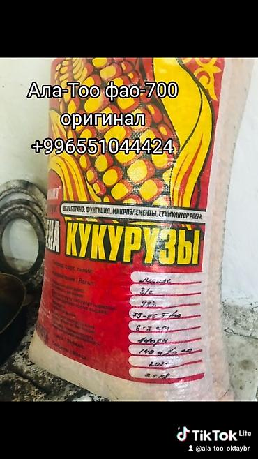 обмен на корову: Ассаламу Алейкум Кыргыз элим,,, Жугору урук сорт Ала-Тоо Жугору урук — 1