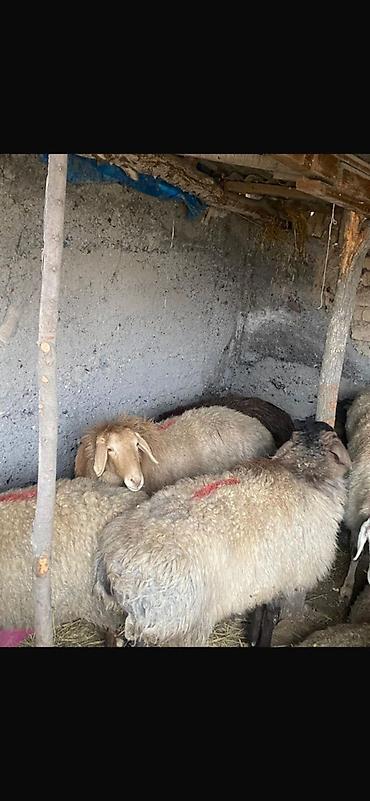 Баран, овца: Продаю | Овца (самка) | Арашан | Для разведения | Ярка — 9